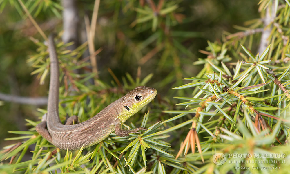 Lacerta bilineata